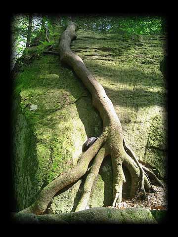 tree roots growing over rock