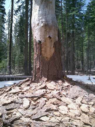 Spruce Bark