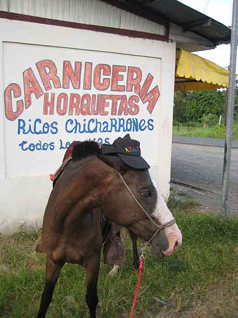 carneiceria horquetas, horse
