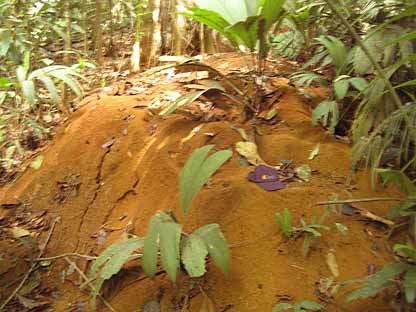 giant anthill, ant hill
