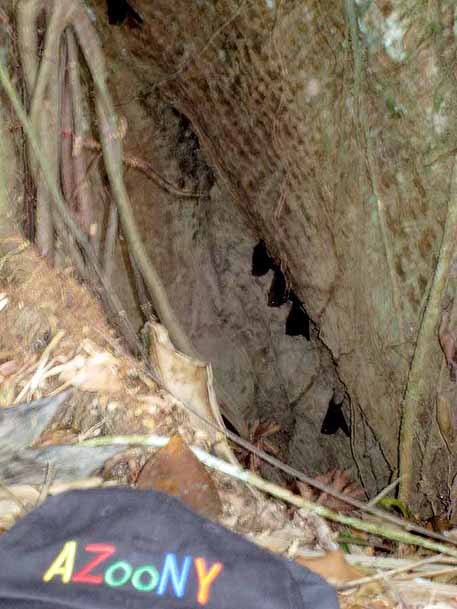 bat tree housing, hanging bats