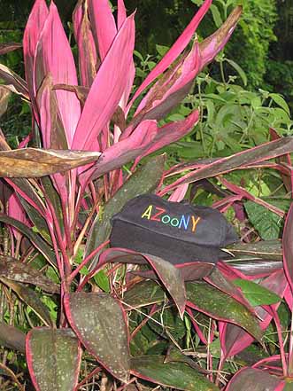 rain forest art plant with hat