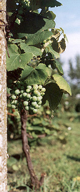 put-n-bay grapes
