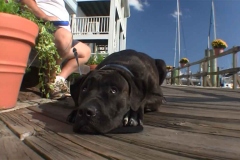 Dog-on-AZooNY-Hat_Beaufort-Boardwalk